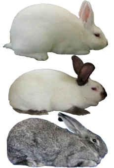 New Zealand White and California White rabbits — live rabbits by Khargosht